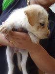 Mix Breed Puppies - Mixed Breed Dog