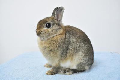 Netherland Dwarf - Chestnut Uc - Netherland Dwarf Rabbit