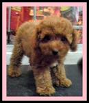 PF27468 - Poodle Dog