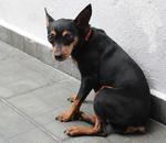 Jackie - Miniature Pinscher Dog