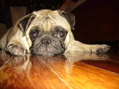 PF27496 - Pug Dog