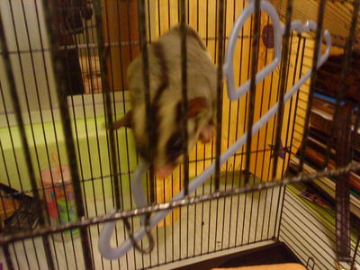 Sugar Glider - Sugar Glider Small & Furry