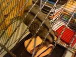 Sugar Glider - Sugar Glider Small & Furry