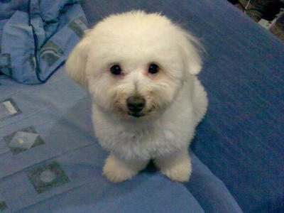 Dodo - Maltese Dog