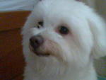 Dodo - Maltese Dog