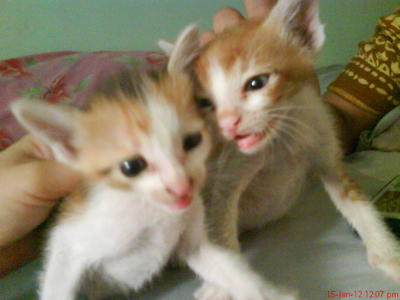 Putera And Puteri - Domestic Short Hair Cat