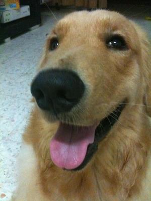 Torres - Golden Retriever Dog