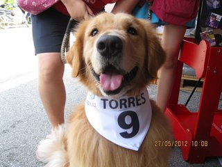 Torres - Golden Retriever Dog