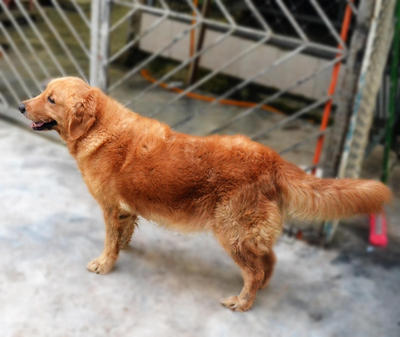 Royale &amp; Daisy For Adoption - Golden Retriever Dog