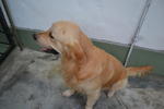 Royale-Retriever male