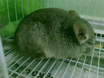 Mao Mao - Chinchilla Rabbit