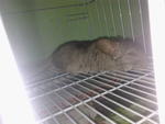 Mao Mao - Chinchilla Rabbit