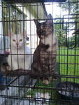 Edora,artakus And Kelly ( 3 Cats ) - Domestic Long Hair + Domestic Medium Hair Cat