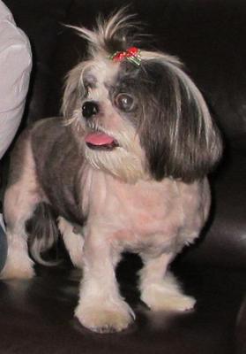 Vivi - Shih Tzu Dog