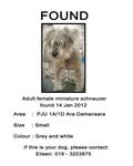 Schnauzer Found In Ara Damansara - Schnauzer Dog