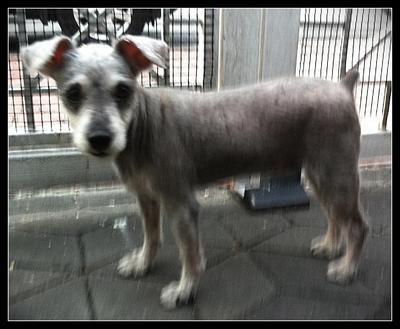 Schnauzer Found In Ara Damansara - Schnauzer Dog