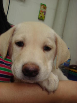 Marley - Labrador Retriever Mix Dog