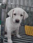 Marley - Labrador Retriever Mix Dog