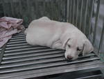 Marley - Labrador Retriever Mix Dog