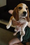 Buddy - Beagle Dog