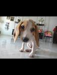 Buddy - Beagle Dog