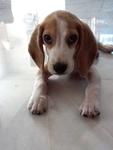 Buddy - Beagle Dog