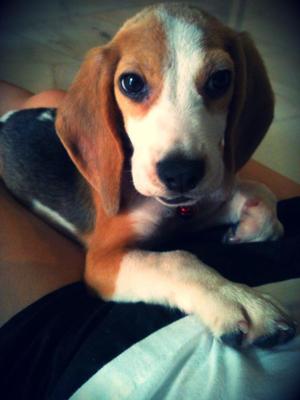 Buddy - Beagle Dog