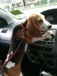 Buddy - Beagle Dog