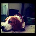 Buddy - Beagle Dog