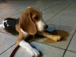 Buddy - Beagle Dog