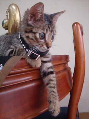 Elyas - Domestic Short Hair Cat