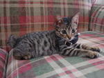 Elyas - Domestic Short Hair Cat