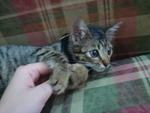 Elyas - Domestic Short Hair Cat