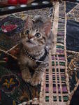 Elyas - Domestic Short Hair Cat