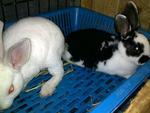 Mini Rex - Mini Rex Rabbit