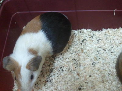 Tora - Guinea Pig Small & Furry