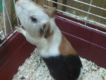 Tora - Guinea Pig Small & Furry