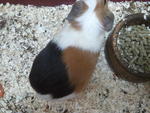 Tora - Guinea Pig Small & Furry