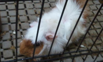 Chokie - Guinea Pig Small & Furry