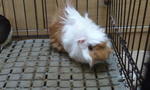 Chokie - Guinea Pig Small & Furry