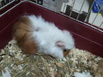 Chokie - Guinea Pig Small & Furry