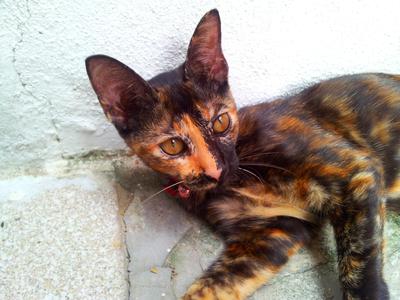 Comot - Tortoiseshell Cat