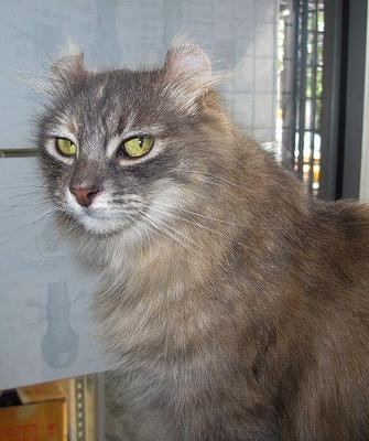 Aprisia - American Curl Cat