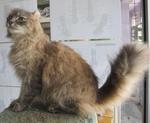 Aprisia - American Curl Cat