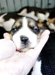 Cute Little Beagle Puppies - Beagle Dog