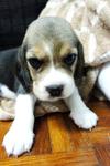 Cute Little Beagle Puppies - Beagle Dog