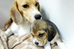 Cute Little Beagle Puppies - Beagle Dog