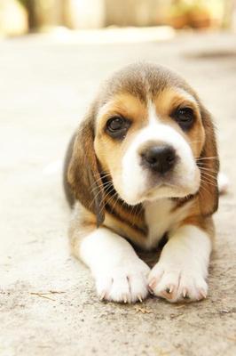 Cute Little Beagle Puppies - Beagle Dog