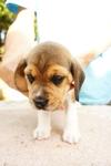 Cute Little Beagle Puppies - Beagle Dog