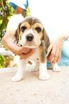 Cute Little Beagle Puppies - Beagle Dog